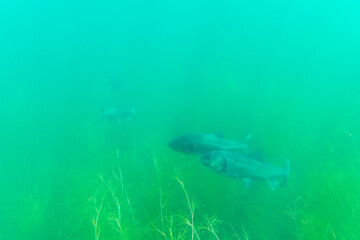 Fototapeta premium Bighead carp (hypophthalmichthys nobilis) deep down in a lake