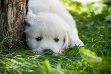 beautiful white golden retriever puppy outside on the grass