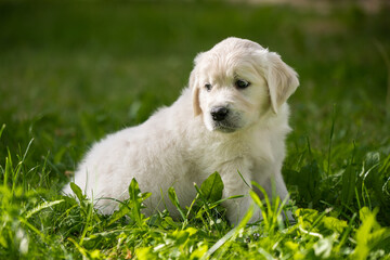 beautiful white golden retriever puppy outside on the grass