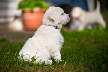 beautiful white golden retriever puppy outside on the grass