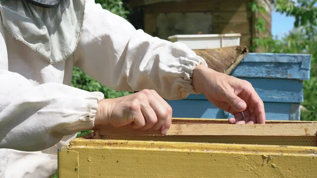 Closeup hands of beekeeper in white protective suit, with bee hive tools in hand, who inspects the frames with honeycombs and bees in hive. He holds the frame with a lot of honeycombs, bees and wax