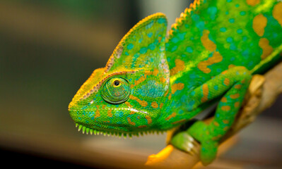 Beautiful Chameleon closeup isolated on white background. Multicolor beautiful reptile chameleon with colorful bright skin. The concept of disguise and bright skins. Exotic tropical animal. © Vera