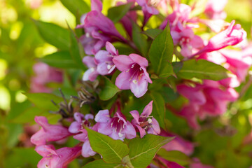 pink flowers in the garden