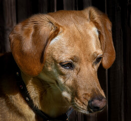 Retriever Dog