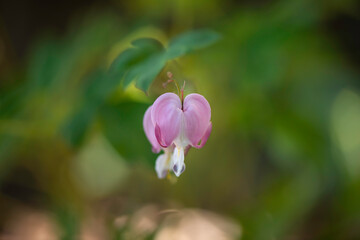 bleeding heart flower