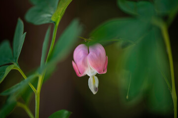 Obraz premium bleeding heart flower