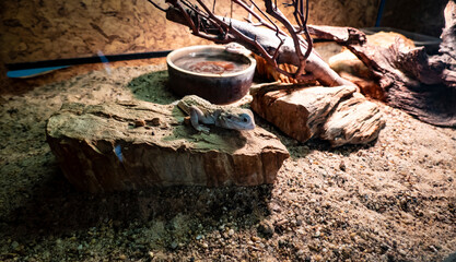 A small lizard in a terrarium sits on its favorite stone