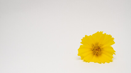 white background with yellow flower