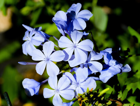 Blue Cape Leadwort