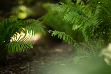 fern in the woods