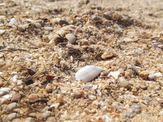 Macro of a seashell in the sand