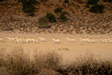 Herd of springboks walking on red sand in Kalahari desert in evening sun.
