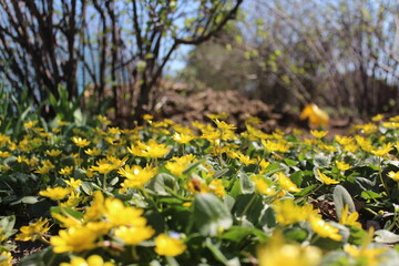 Fototapeta premium field of dandelions