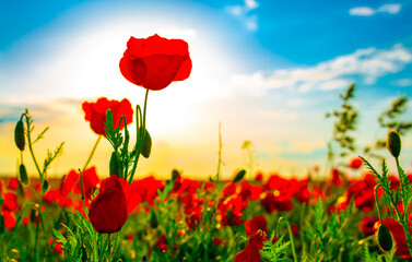 Spring, Field of poppy flowers against the blue sky with clouds. The concept of freshness of morning nature. Spring landscape of wildflowers. Beautiful landscape long banner.