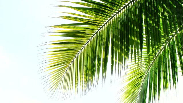 coconut leaf swaying in the wind and bright sky background