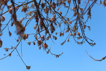 birds on a branch