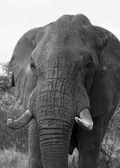 powerful image of an Elephant in black and white