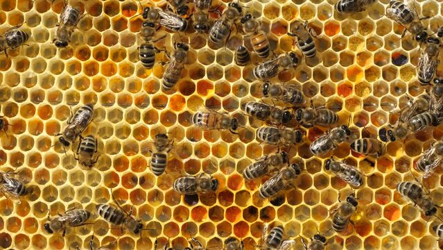 Eggs in honeycombs.
Life of bee begins with egg.
Queen bee laid eggs in honeycombs.

