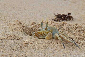 Krabben am St Monica Beach auf Boa Vista..Crabs at St Monica Beach on Boa Vista......