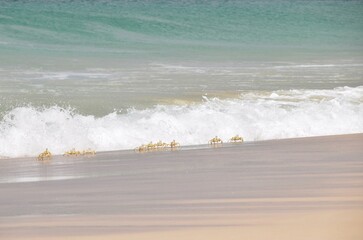 Krabben am St Monica Beach auf Boa Vista..Crabs at St Monica Beach on Boa Vista......