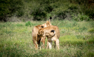 Lion smelling each other in the Maasai Mara National Reserve