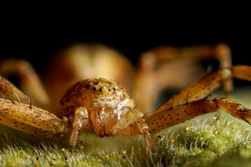Macro shot portrait of a spider
