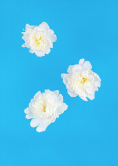 Three large levitating white flowers on a blue background.