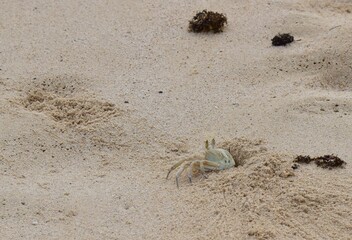 Krabben am St Monica Beach auf Boa Vista..Crabs at St Monica Beach on Boa Vista......