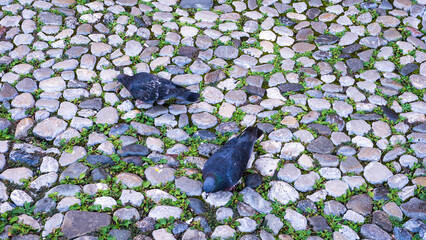 pigeons eat on cobblestone street in the city