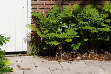 Ostrich ferns, fiddlehead ferns, shuttlecock ferns (Matteuccia struthiopteris) in front of a wall of a shed with a white door. Family Onocleaceae. In a Dutch garden. June. 
