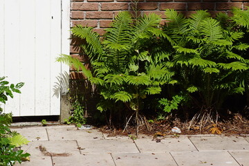 Ostrich ferns, fiddlehead ferns, shuttlecock ferns (Matteuccia struthiopteris) in front of a wall...
