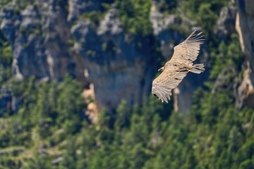 a griffon vulture flies over the valley of the Gorges du Tarn
