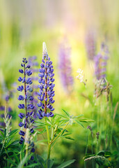 flowers in the garden