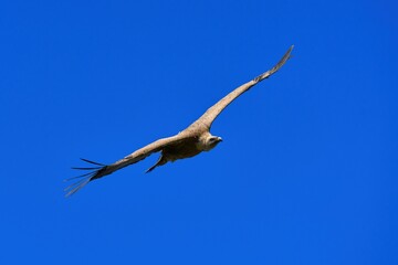 Close-up of a Griffon Vulture in flight
