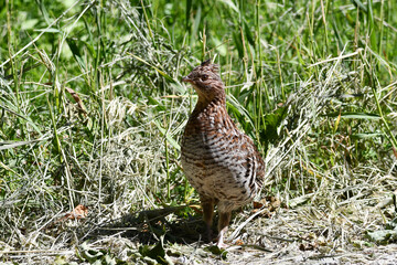 Country scene of a Ruffed Grouse standing alone the edge of a gravel road