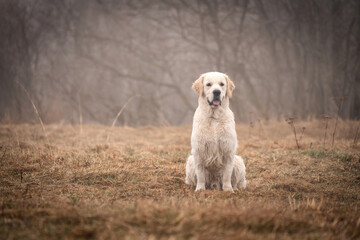 Beautiful young golden retriever in the field during fog