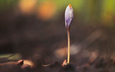 bud of a flower