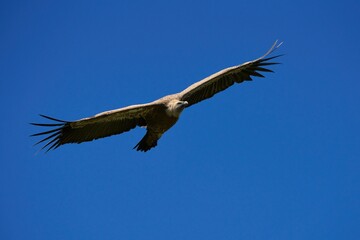 Close-up of a Griffon Vulture in flight
