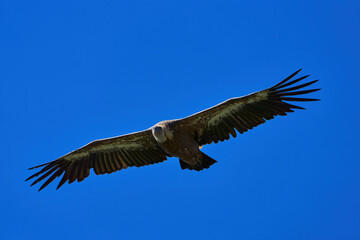 Close-up of a Griffon Vulture in flight
