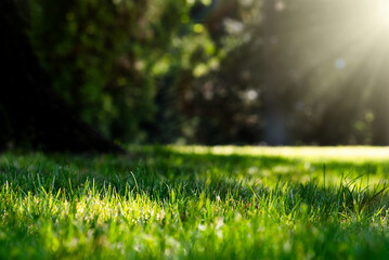 Green grass on the meadow, background