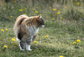 Naklejka na ściany i meble Beautiful cat with three color coat in a field of dandelion spring flowers. High quality photo