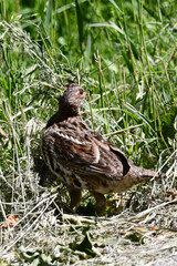 Country scene of a Ruffed Grouse standing alone the edge of a gravel road