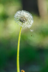 dandelion on a background of green gras