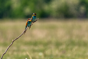 bee eater perched on a branch