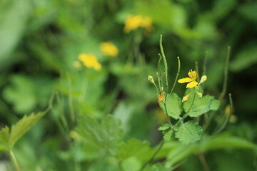 yellow flowers