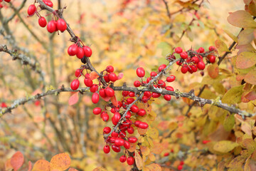 Tree branch with numerous bright red berries in front of yellow leaves on a fall day in Germany.
