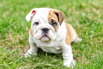 Fototapeta premium A cute puppy sitting in the grass is an English bulldog. A thoroughbred dog. Pets