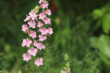 Obraz premium pink flowers in the garden