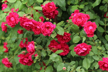 red rose bush