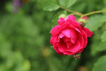 red rose flower
